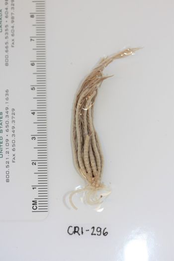 Media type: image;   Invertebrate Zoology CRI-296 Description: Preserved specimen.;
